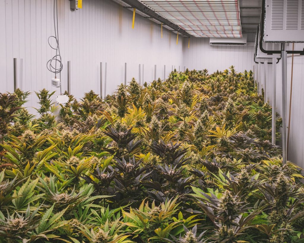 Cannabis Social Club Neuss: Ein Blick hinter die Kulissen